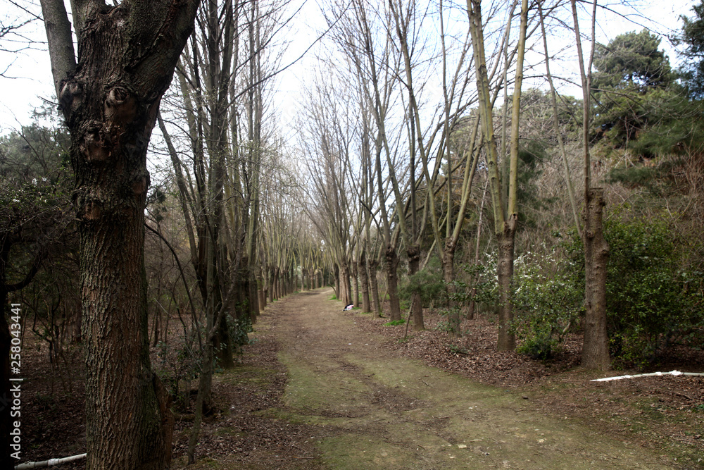 Pathway through the forest in winter Pathway through the forest in winter