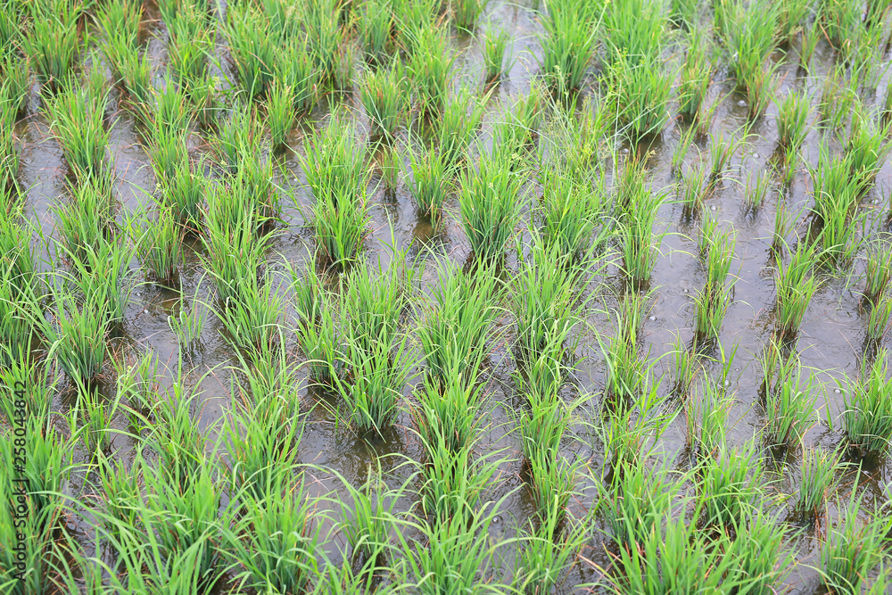 Beautiful paddy field in rainy season. Beautiful paddy field in rainy season.