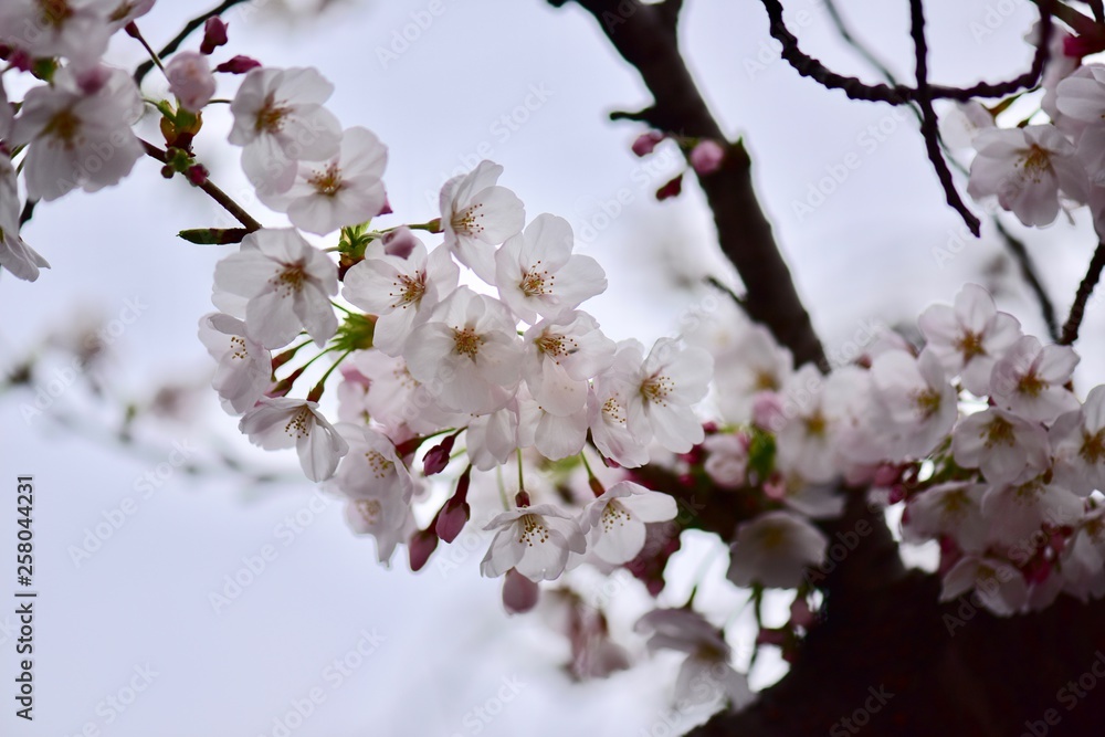 Fototapeta premium 大阪の桜の花