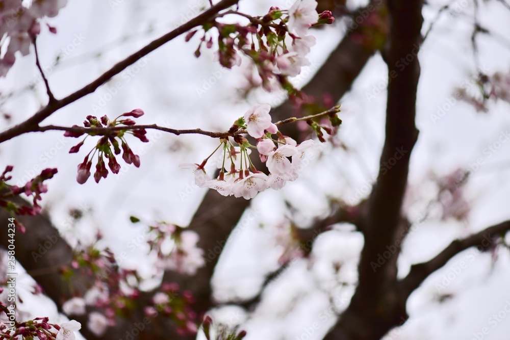 大阪の桜の花