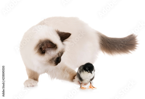 birman kitten and chick