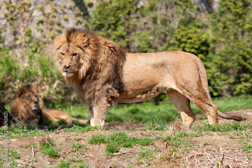 Wallpaper Mural animals Torontodigital.ca