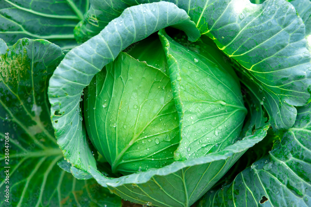 Fototapeta premium Drops of water on cabbage vegetables Fresh cabbage, organic vegetables Rain drops on fruits and vegetables