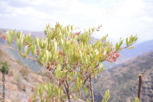 Landsacpe in Simien Mountain in Etiopian