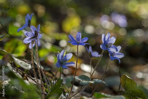 Liverwort (Hepatica nobilis) flowers on a forest floor on sunny afternoon. Spring blue flowers (Hepatica nobilis) in the forest. Blue flowers of Hepatica Nobilis close-up. photo