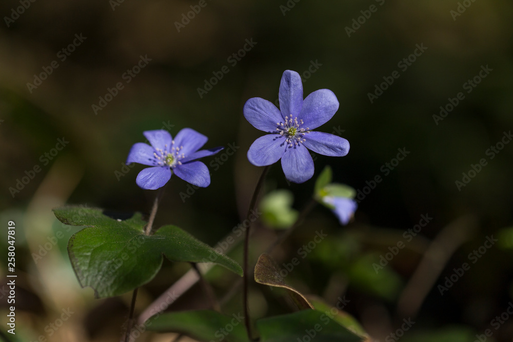 Liverwort (Hepatica nobilis) flowers on a forest floor on sunny afternoon. Spring blue flowers (Hepatica nobilis) in the forest. Blue flowers of Hepatica Nobilis close-up.