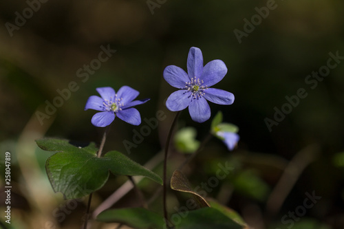 Liverwort (Hepatica nobilis) flowers on a forest floor on sunny afternoon. Spring blue flowers (Hepatica nobilis) in the forest. Blue flowers of Hepatica Nobilis close-up.