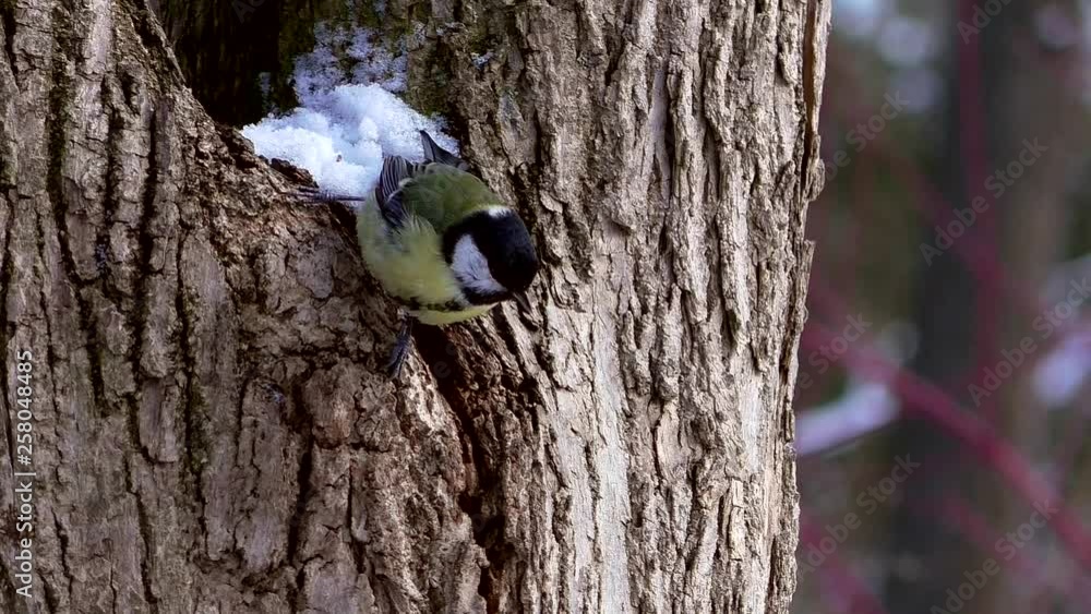 Tit on a tree in the park. Life of a wild bird in nature. Tit on a tree in the park. Life of a wild bird in nature.