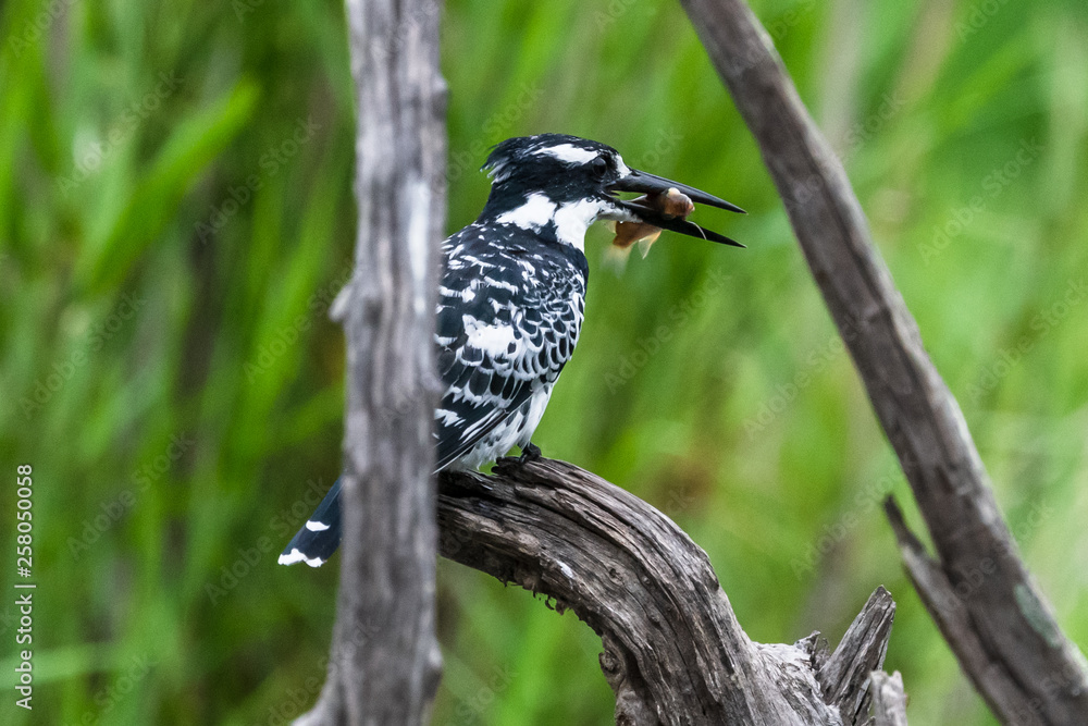 Obraz premium Amazon Kingfisher (Chloroceryle amazona) - female, Cano Negro, Costa Rica