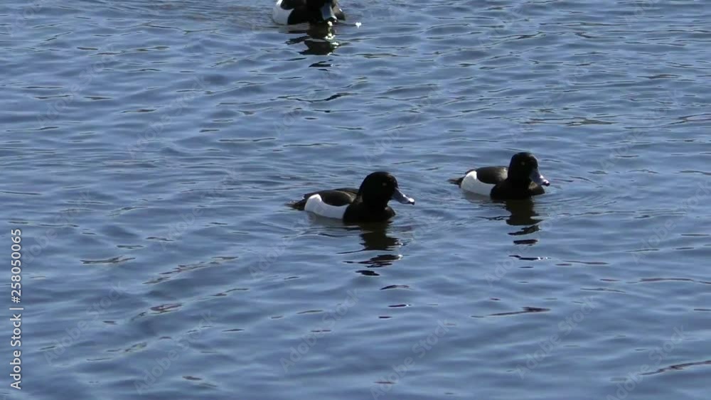 Ducks Bucephala clangula. Birds in free nature closely. Ducks Bucephala clangula. Birds in free nature closely.