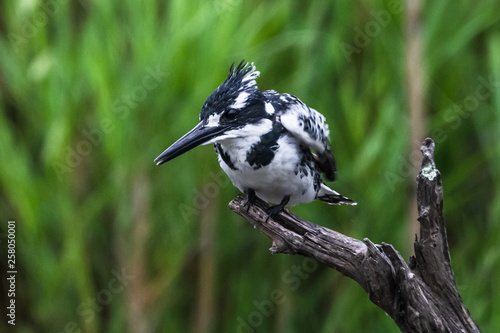 Amazon Kingfisher (Chloroceryle amazona) - female, Cano Negro, Costa Rica