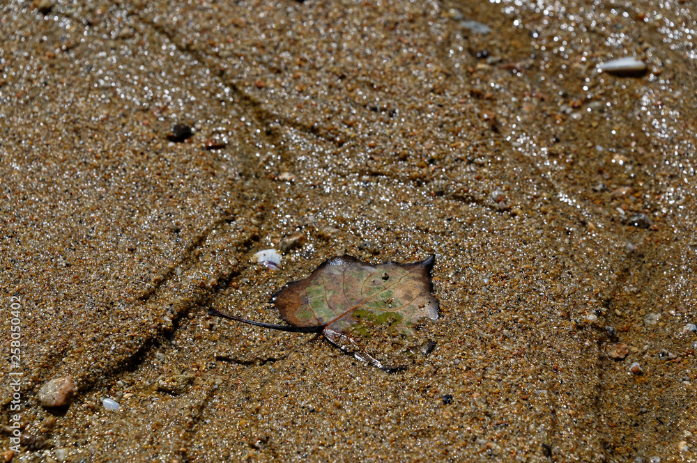 A leaf is embedded in the sand A leaf is embedded in the sand