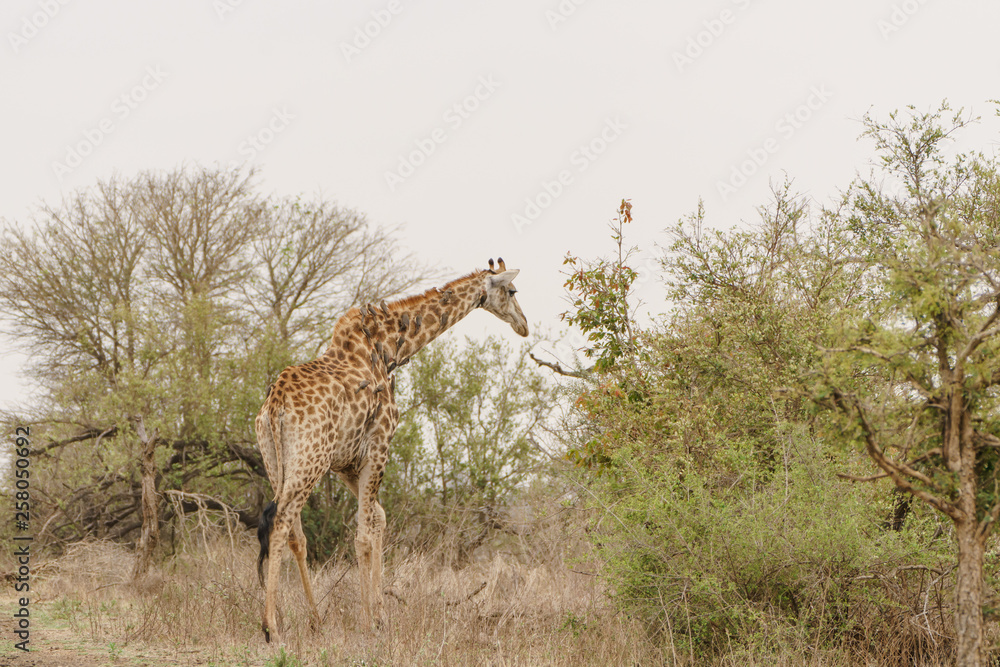 Obraz premium Giraffe (Giraffa camelopardalis)