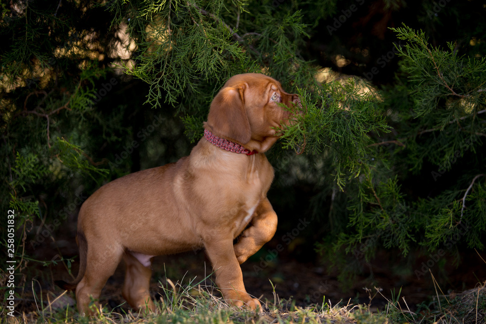 Dog breed Bordeaux mastiff in the su Dog breed Bordeaux mastiff in the su