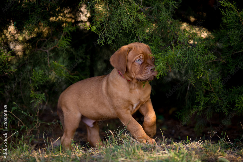 Dog breed Bordeaux mastiff in the su Dog breed Bordeaux mastiff in the su