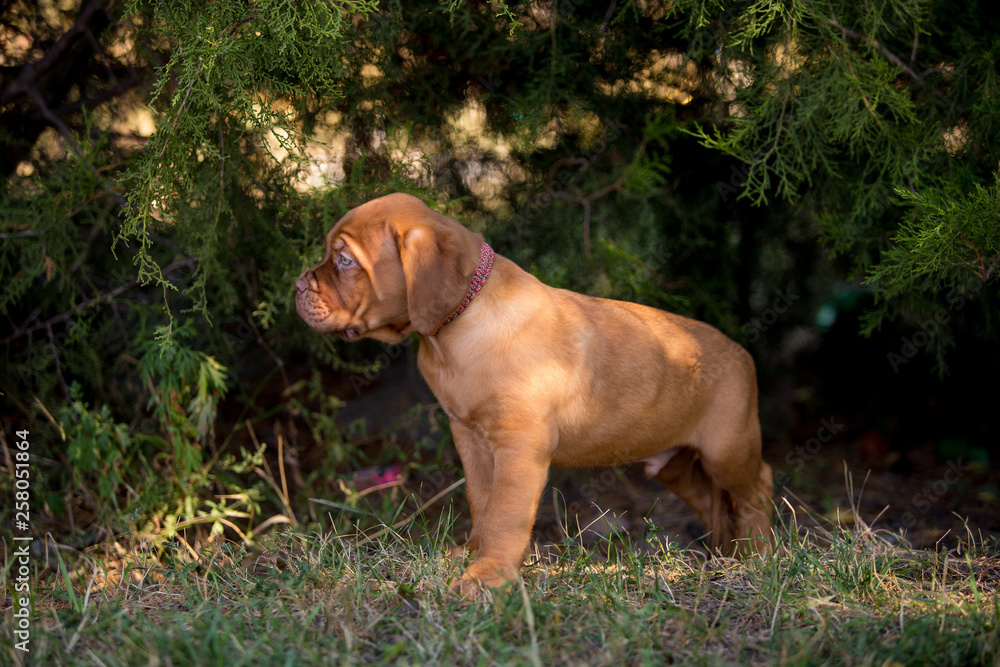 Dog breed Bordeaux mastiff in the su Dog breed Bordeaux mastiff in the su