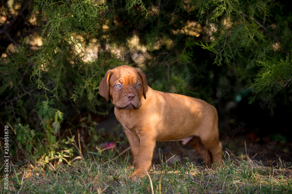 Dog breed Bordeaux mastiff in the su Dog breed Bordeaux mastiff in the su