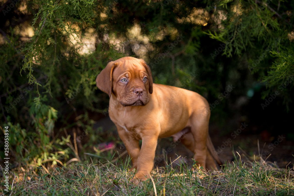 Dog breed Bordeaux mastiff in the su Dog breed Bordeaux mastiff in the su
