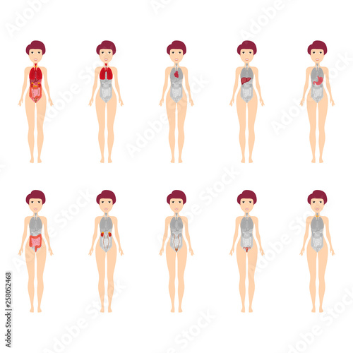 Main 12 human female body organ systems flat educative anatomy physiology front view flashcards poster vector illustration, eps 10