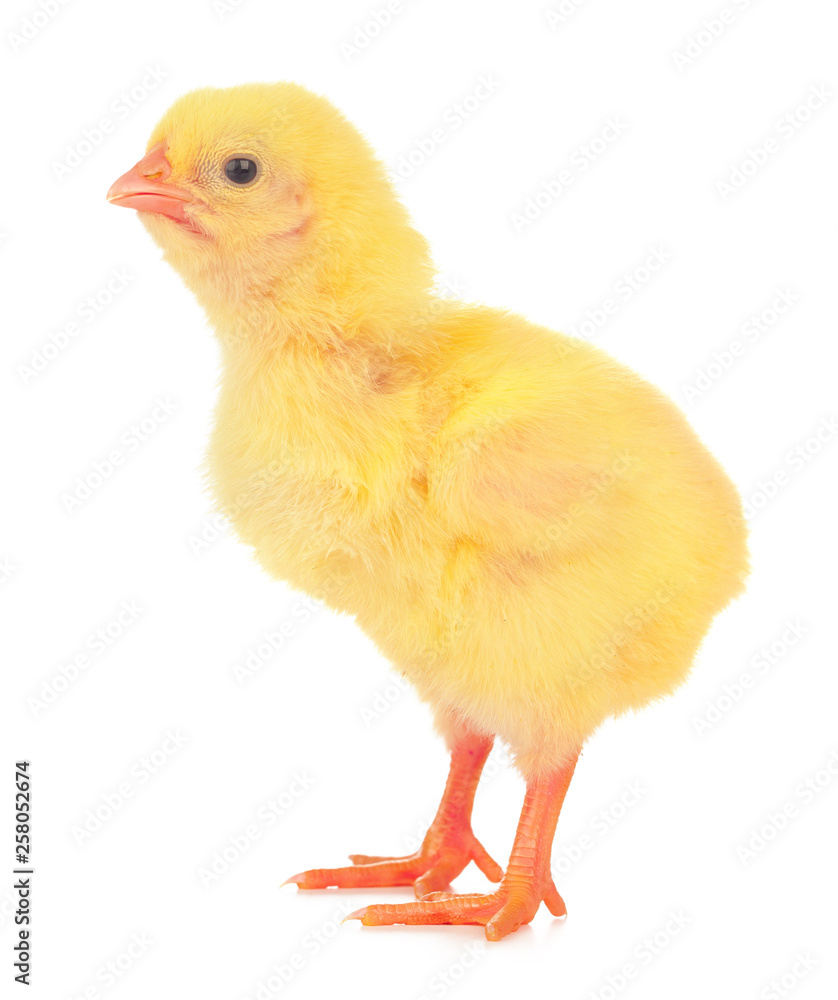 Cute little chicken isolated on white background Cute little chicken isolated on white background