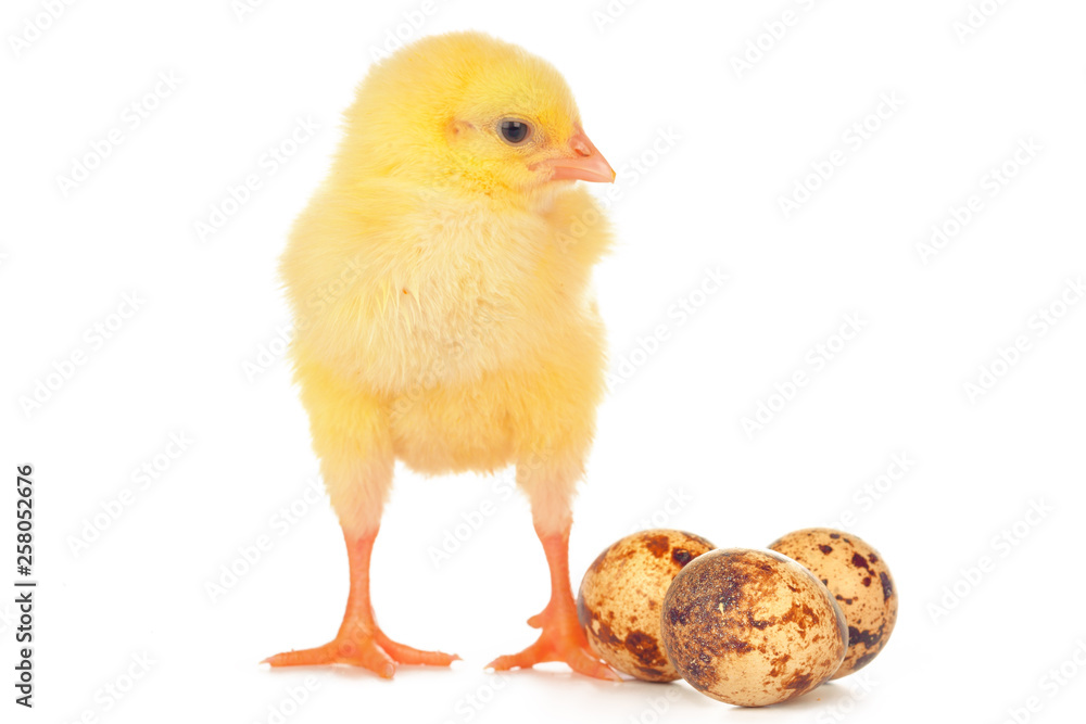 Obraz premium Easter colorful eggs and cute little chicken isolated on white