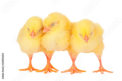 Wallpaper Mural chicks in front of white background. Torontodigital.ca