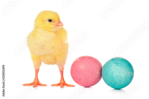 Easter colorful eggs and cute little chicken isolated on white