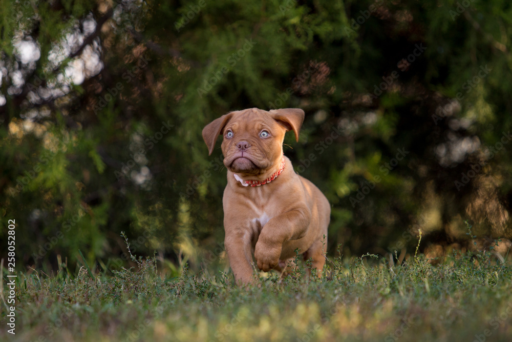Dog breed Bordeaux mastiff in the su Dog breed Bordeaux mastiff in the su