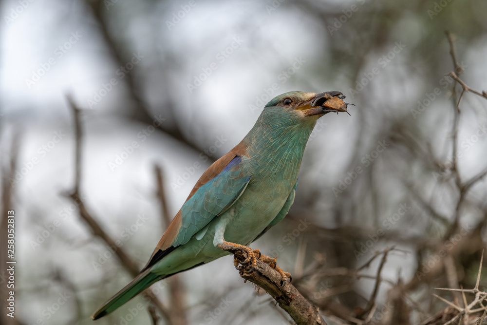 Lilacbreasted Roller (Coracias caudata), Moremi Wildlife Reserve, Ngamiland, Botswana, Africa Lilacbreasted Roller (Coracias caudata), Moremi Wildlife Reserve, Ngamiland, Botswana, Africa