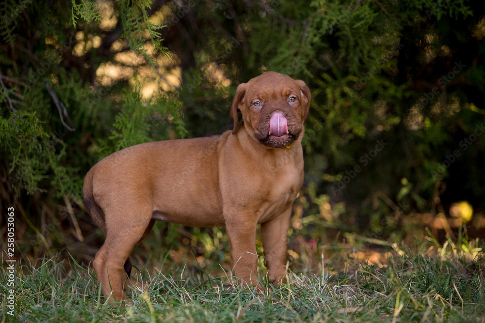 Dog breed Bordeaux mastiff in the su Dog breed Bordeaux mastiff in the su