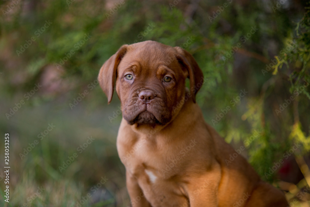 Dog breed Bordeaux mastiff in the su