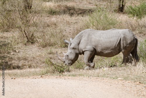 White Rhinoceros  Ceratotherium simum 