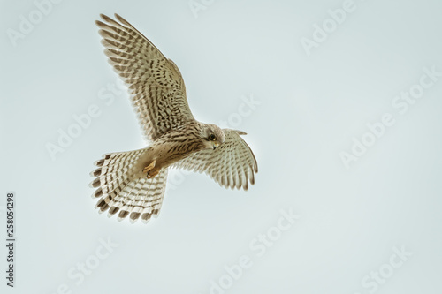 Common Kestrel  Falco tinnunculus 