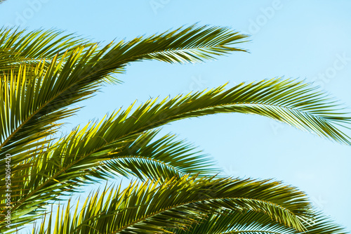 Tropical palm leaves close up