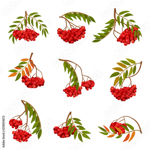 Cartoon branch of ripe rowan. Vector illustration.