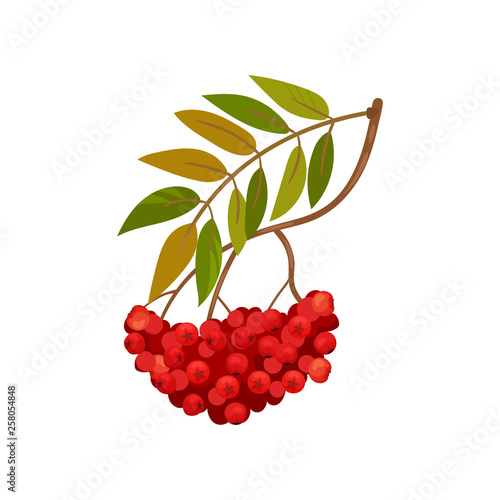 Branch of ripe red rowan. Cartoon flora concept.