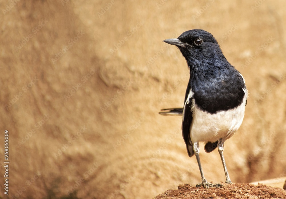 Black and white bird Black and white bird