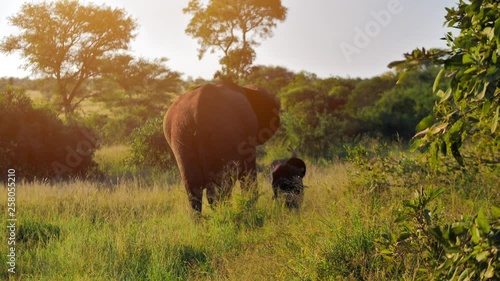 Elephant family with a cub leaving. Going away for better food and grasslands. Wild game or safari animals in a national park in Africa