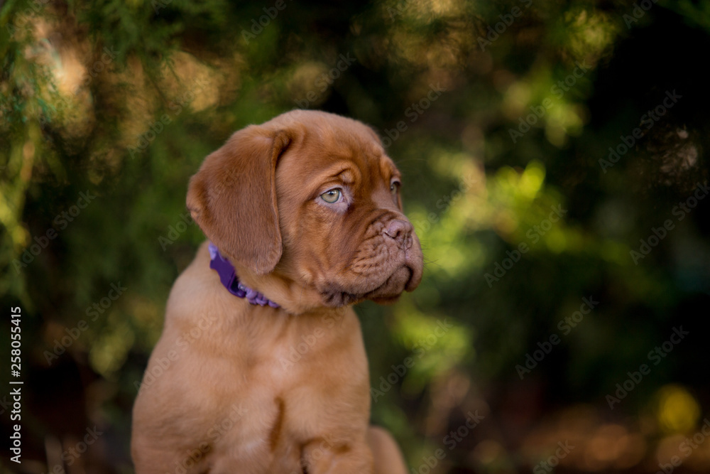 Bordeaux puppies in the summer garden