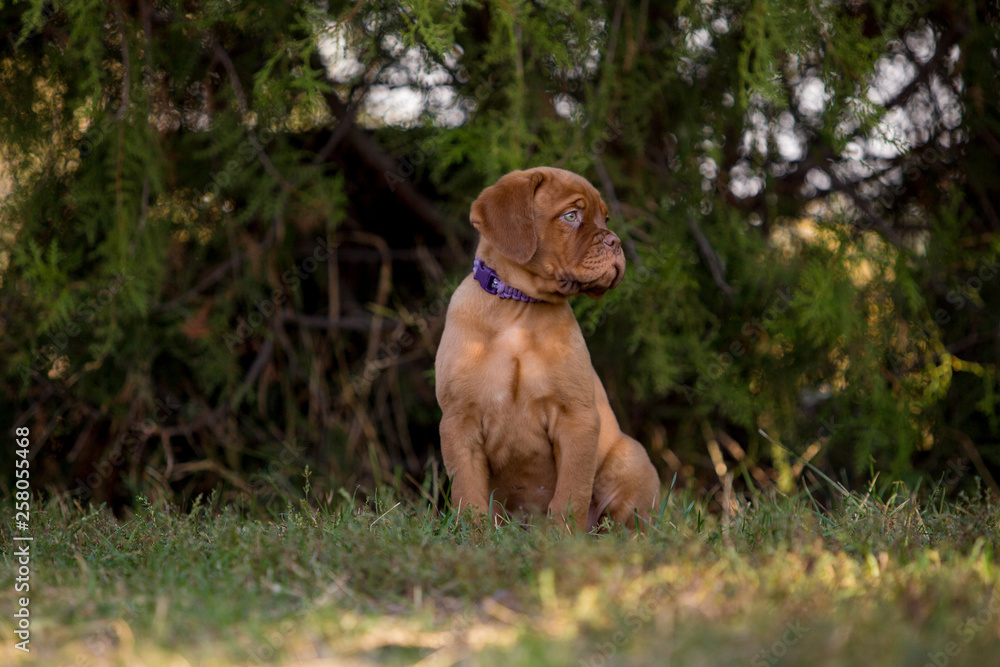 Bordeaux puppies in the summer garden