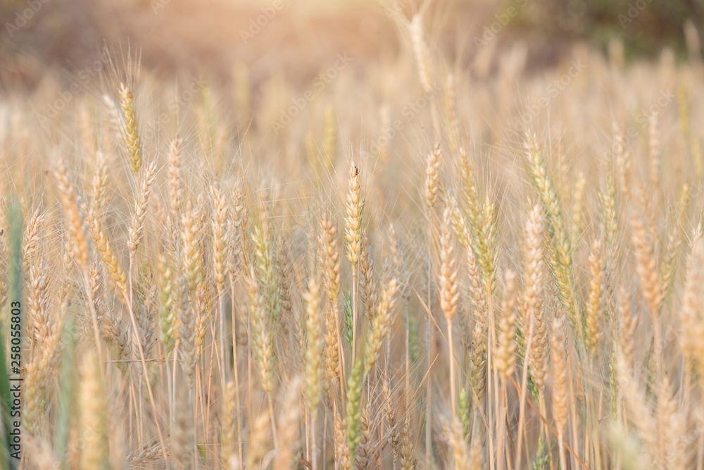 Beautiful landscape of Barley field at sunset time