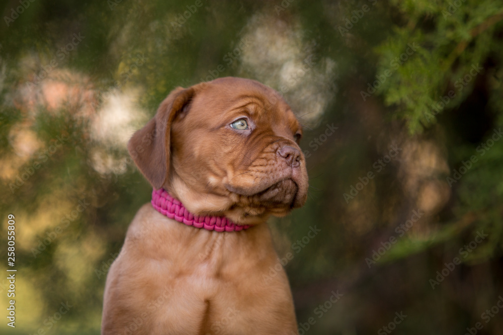 Bordeaux puppies in the summer garden Bordeaux puppies in the summer garden