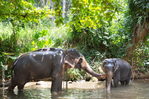 Tourist Asian elephants in captivity, chained, abused for tourist trap.
