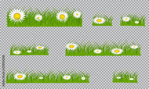Green grass on a transparent background. Glade in the forest grass. Vector illustration on a light background.