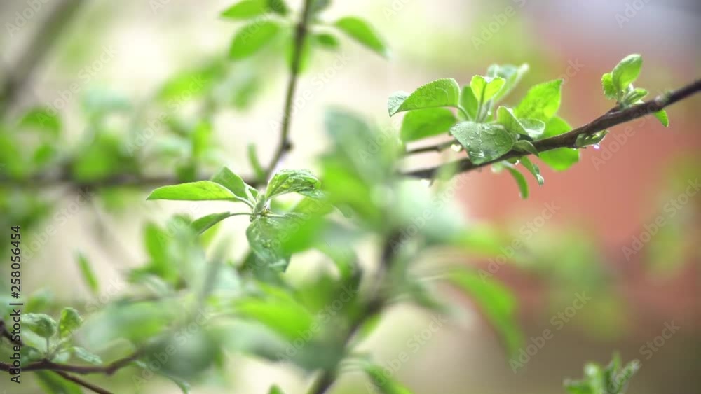 Spring Apple Tree Leaves And Drops Of Light Rain Spring Apple Tree Leaves And Drops Of Light Rain