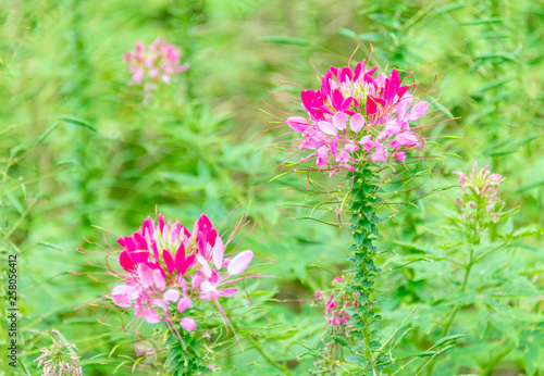 Cleome spinose in early summer