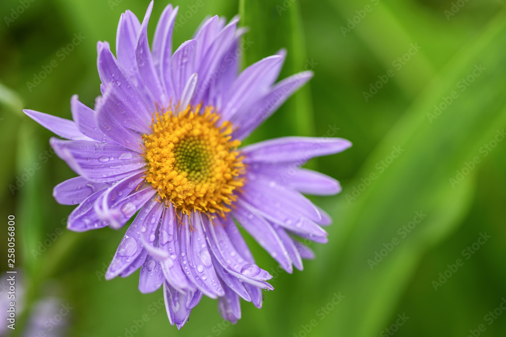 A Purple Daisy on green background after a rain. Macro photography. Drops of water on the flower.