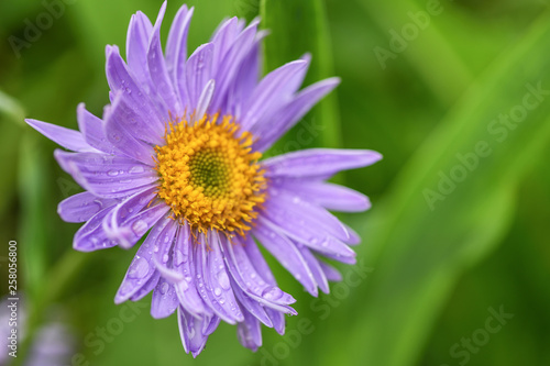 A Purple Daisy on green background after a rain. Macro photography. Drops of water on the flower.