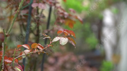 Spring Roses Leaves And Drops Of Light Rain photo