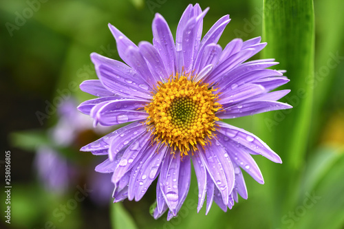 One flower lilac Daisy in the garden on green background